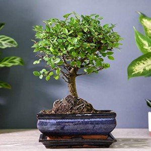 Gift-Wrapped Zelkova Bonsai in Ceramic Pot