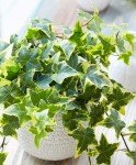 Large Yellow Variegated English Ivy in Pot