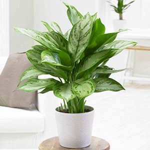 Aglaonema Maria Christina | Chinese Evergreen Plant