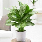 Aglaonema Maria Christina | Chinese Evergreen Plant