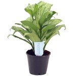 Aglaonema Maria Christina | Chinese Evergreen Plant