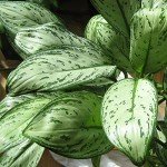 Aglaonema Maria Christina | Chinese Evergreen Plant