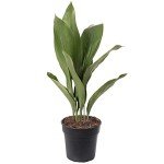 Tall Cast Iron Plant - Aspidistra Elatior 40-50cm