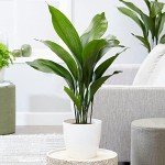 Tall Cast Iron Plant - Aspidistra Elatior 40-50cm