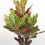 Codiaeum Joseph's Coat Potted Indoor Plant 35-45cm