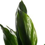 Tall Cast Iron Plant - Aspidistra Elatior 40-50cm