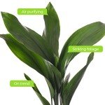 Tall Cast Iron Plant - Aspidistra Elatior 40-50cm