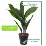 Tall Cast Iron Plant - Aspidistra Elatior 40-50cm