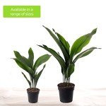 Tall Cast Iron Plant - Aspidistra Elatior 40-50cm