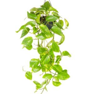 Devil's Ivy Live Plant - Trailing Indoor Delight