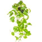 Devil's Ivy Live Plant - Trailing Indoor Delight