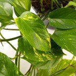 Devil's Ivy Live Plant - Trailing Indoor Delight