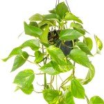 Devil's Ivy Live Plant - Trailing Indoor Delight