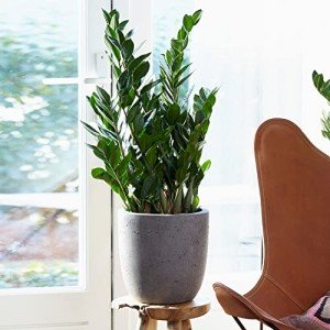 Large ZZ Plant - Evergreen Indoor House Plant