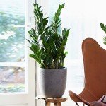 Large ZZ Plant - Evergreen Indoor House Plant