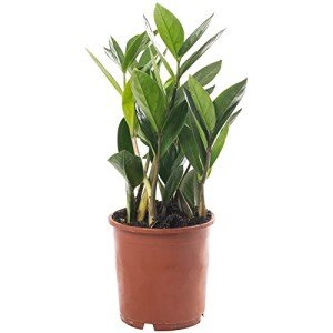 Large ZZ Plant - Evergreen Indoor House Plant