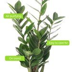 Large ZZ Plant - Evergreen Indoor House Plant