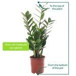 Large ZZ Plant - Evergreen Indoor House Plant