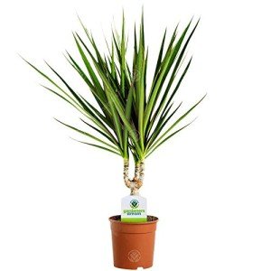 Dracaena Marginata - Indoor Plant in 11cm Pot