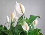 Peace Lily Indoor Plant - Air-Purifying Houseplant