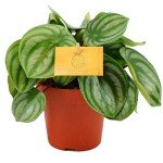 Peperomia Argyreia - Perfect Home or Office Plant