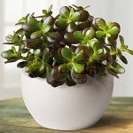 Live Crassula Ovata Money Tree Plant in Pot