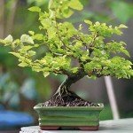 Gift-Wrapped Zelkova Bonsai in Ceramic Pot