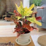 Codiaeum Joseph's Coat Potted Indoor Plant 35-45cm