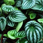 Peperomia Argyreia - Perfect Home or Office Plant