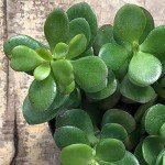 Live Crassula Ovata Money Tree Plant in Pot