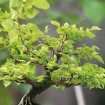 Gift-Wrapped Zelkova Bonsai in Ceramic Pot