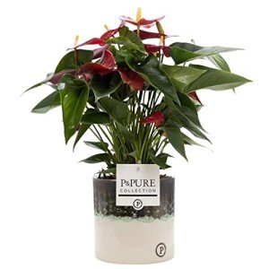 Anthurium Red Houseplant in Pot for Indoor Spaces