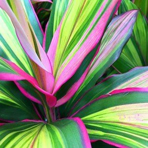 Cordyline Kiwi Plant - Low Maintenance Indoor Beauty