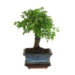Gift-Wrapped Zelkova Bonsai in Ceramic Pot