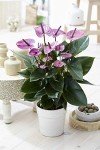 Purple Flamingo Anthurium Plant in Pot