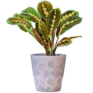 Tricolour Prayer Plant - Perfect Houseplant for Any Space