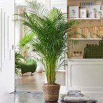 Large Areca Palm - Lush Indoor House Plant