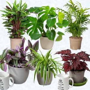 Mix of 6 Real Indoor House Plants in Pots