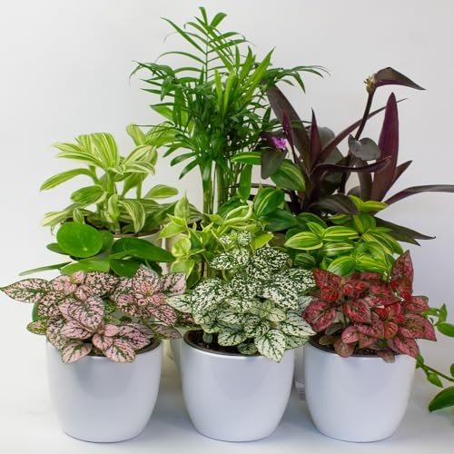 House Plants