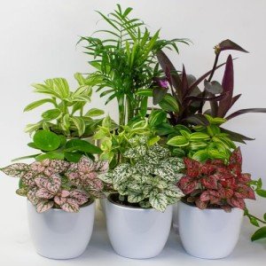 9 Indoor House Plants in 9cm Pots