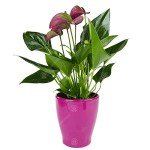 Purple Flamingo Anthurium Plant in Pot