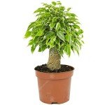 Variegated Kinky Weeping Fig Houseplant in Pot