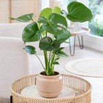 Monstera Swiss Cheese Plant - Air-Purifying Delight