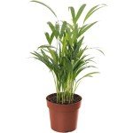 Large Areca Palm - Lush Indoor House Plant