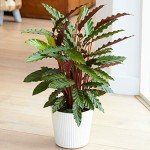 Calathea Elgergrass - Air-Purifying Indoor Plant