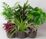 Mix of 6 Real Indoor House Plants in Pots