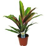 Cordyline Kiwi Plant - Low Maintenance Indoor Beauty