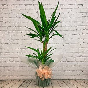 100cm 2 Stem Real Yucca Indoor Plant