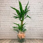 100cm 2 Stem Real Yucca Indoor Plant