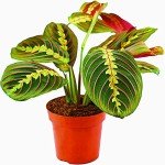 Tricolour Prayer Plant - Perfect Houseplant for Any Space